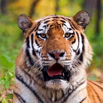 Dekorativní magnet Magnet 3D Tygr