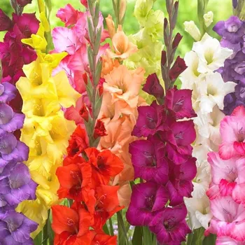 Cibulovina Karta XXL - Mečík MIX (25 cibulí)