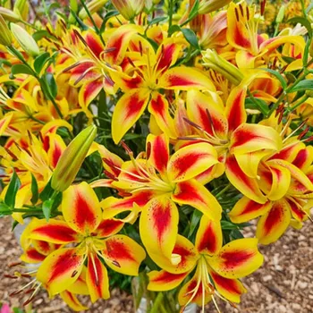 Cibulovina LILIE ´VIVA LA VIDA´ (1 cibule)