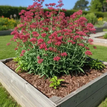 Semeno Mavuň Coccineus 1 ks