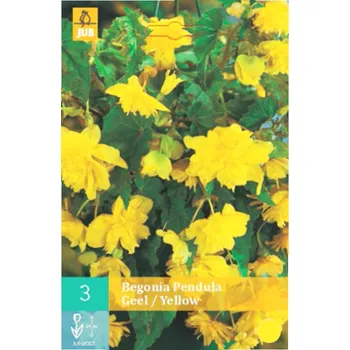 Cibulovina BEGÓNIE ´PENDULA YELLOW´ (3 cibule)