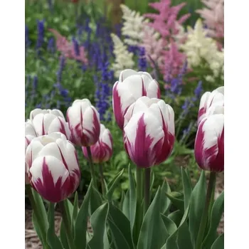 Semeno Tulipán 'Happy Feet' 5 ks Velikost hlíz: 12+