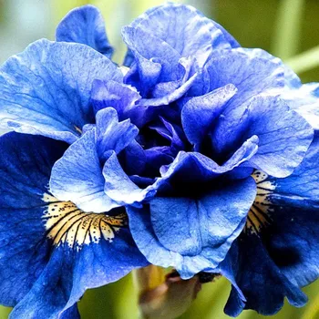 Cibulovina KOSATEC SIBIRICA´CONCORD CRUSH´ (1 hlíza)