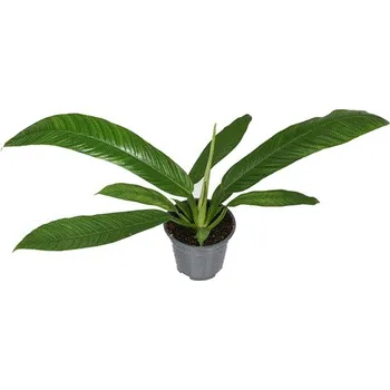 Gardners Philodendron Campii, průměr 14 cm Filodendron