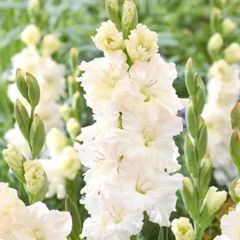 Cibulovina GLADIOLA ´IVORY PERFECTION´ (7 cibulí)