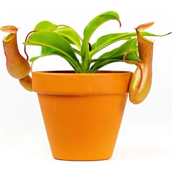 Gardners Nepenthes mix, průměr 9 cm Láčkovka