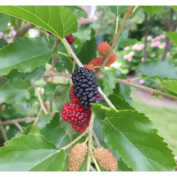 Semeno Morušovník ''Milanówek'