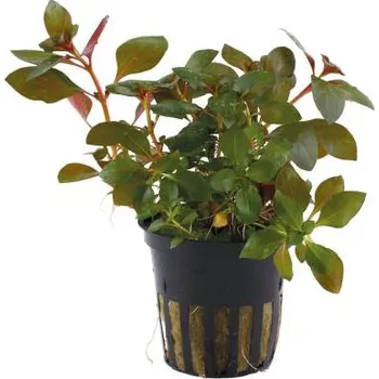 Akvarijní rostlina Tropica Ludwigia repens Rubin (košíček)