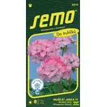 SEMO Pelargonie páskatá Jarka F1 11 ks