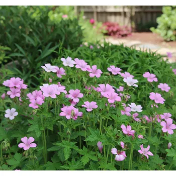 Semeno Kakost Endressův 'Wargrave Pink' 1 ks