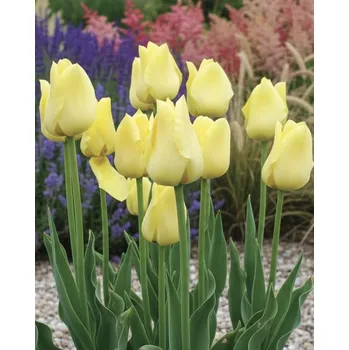 Semeno Tulipán 'Friendship 1998' 5 ks