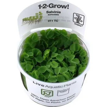 Akvarijní rostlina Tropica Salvinia minima (1-2-Grow!)