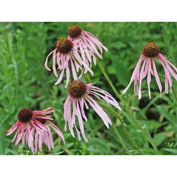Sazenice sazenice trvalky třapatovka bledá
