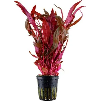 Akvarijní rostlina Tropica Alternanthera reineckii 'pink' (košíček)