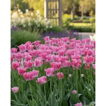 Semeno Tulipán 'Dynasty' 5 ks