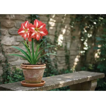 Semeno Hvězdník Splash 1 ks