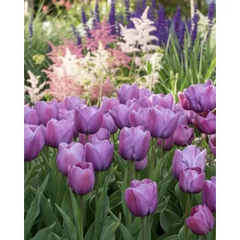 Semeno Tulipán 'Blue heaven' 5 ks