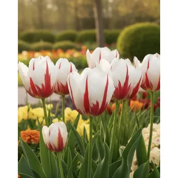 Semeno Tulipán 'Carnaval de rio' 5 ks Velikost hlíz: 10/11