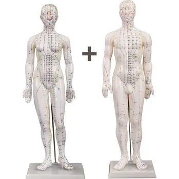 Akupunkturní model dvojice muž a žena