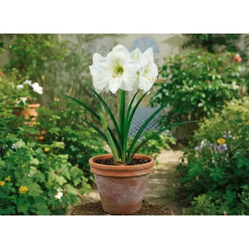 Semeno Hvězdník Mont Blanc 1 ks