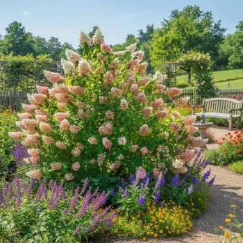 Semeno Hortenzie latnatá 'Magical fire'