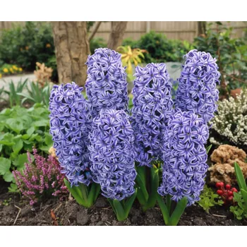 Semeno Hyacint 'Blue jacket' 3 ks