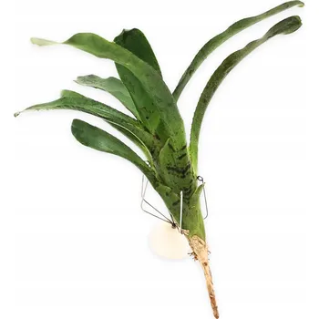 Dekorace do terária Neoregelia Red Lips - Živá rostlina do terária