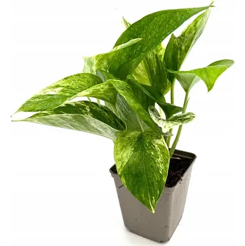 Dekorace do terária Epipremnum pinnatum var. marble - Živá rostlina do terária