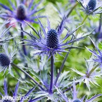 Cibulovina Eryngium - Máčka alpská .: 1 ks