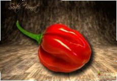 chilli-semena Sazenice Scotch Bonnet