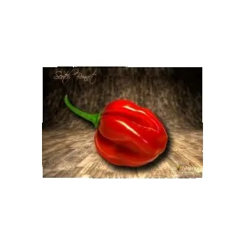 Koření chilli-semena Sazenice Scotch Bonnet