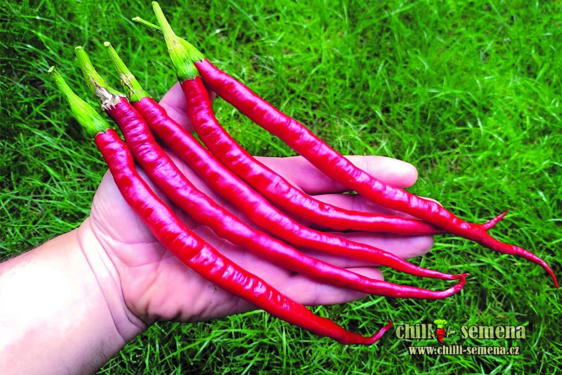 chilli-semena Sazenice Elephanťs Trunk