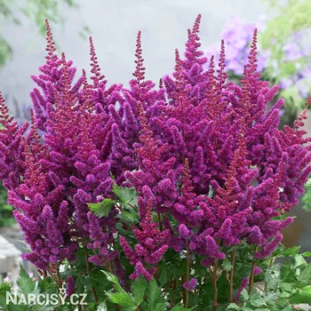 Cibulovina Čechrava - Astilbe fialová .: 1 ks