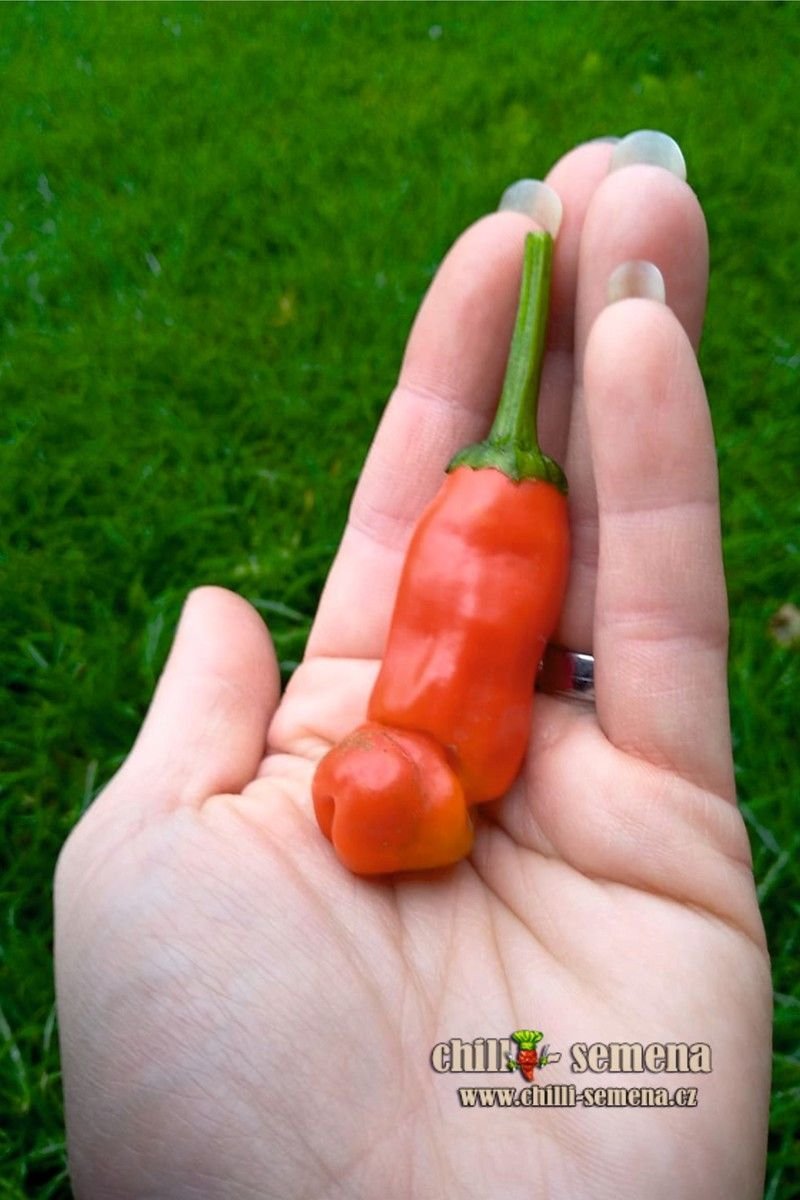 chilli-semena Sazenice Red Peter Penis Pepper