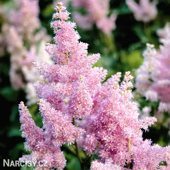 Cibulovina Čechrava - Astilbe růžová .: 1 ks