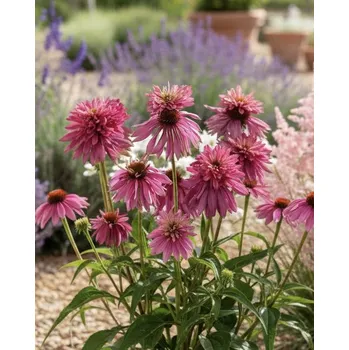 Semeno Třapatkovka Echinacea 'Purpurea double decker' 1 ks
