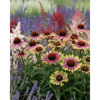 Semeno Třapatkovka Echinacea 'Green Twister' v květináči