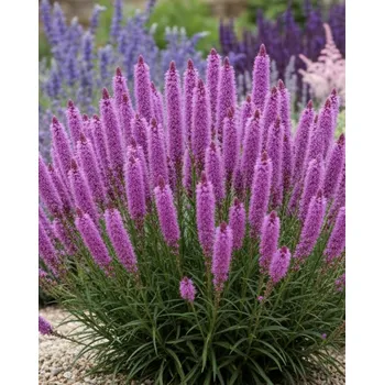 Semeno Šuškarda 'Liatris spicata' 10 ks