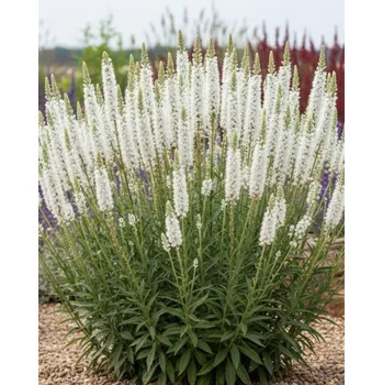 Semeno Šuškarda 'Liatris spicata alba' 10 ks