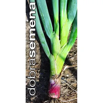 Semeno DOBRÁ SEMENA CIBULE SEČKA - RED TOGA 1,5 g