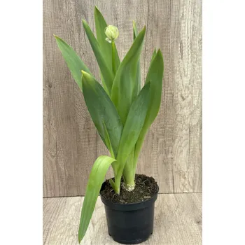 Cibulovina Snědek 'Saundersiae' v květináči