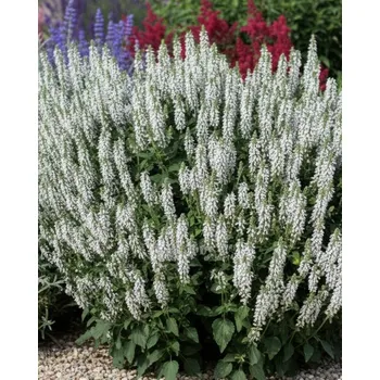 Semeno Bílá šalvěj hajní Schneehugel