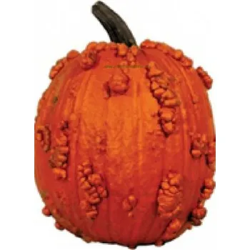 Semeno DOBRÁ SEMENA TYKEV BRADAVIČNATÁ - KNUCKLE HEAD F1 7 s