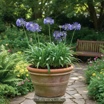 Semeno Kalokvět 'Triumphator' 1 ks