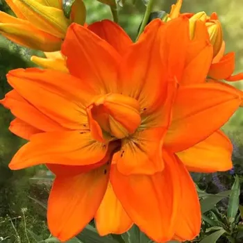 Cibulovina Lilie Hulk 3 ks