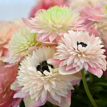 Cibulovina Sasanka coronaria Levante® Rosa Chiaro 10 ks