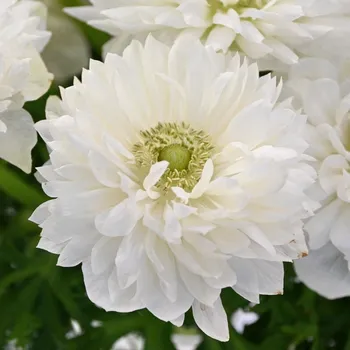 Cibulovina Sasanka coronaria Levante® Bianco 10 ks