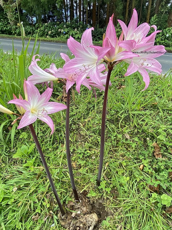 Amarylka Amaryllis belladonna 1 ks