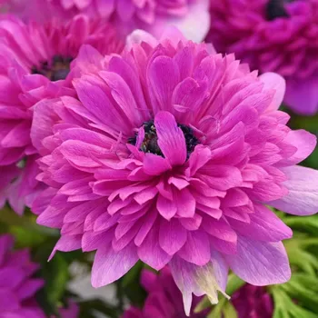 Cibulovina Sasanka coronaria Levante® Fuchsia 10 ks