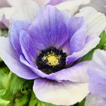 Cibulovina Sasanka coronaria Mistral Plus® Azzurro 10 ks